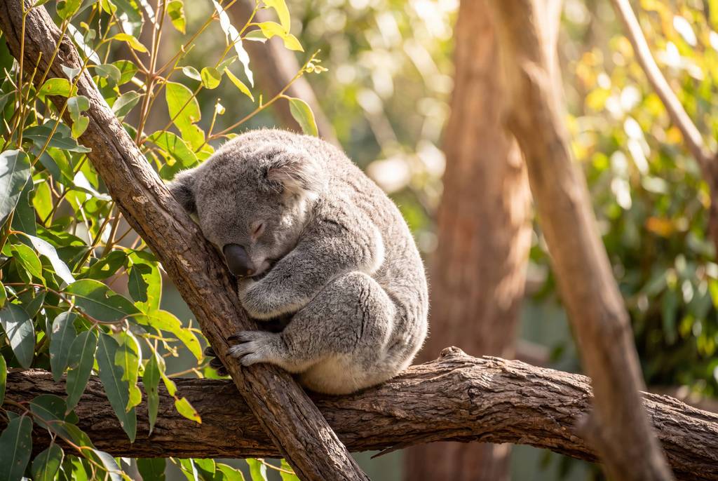 Koala curled against a branch in a eucalyptus tree