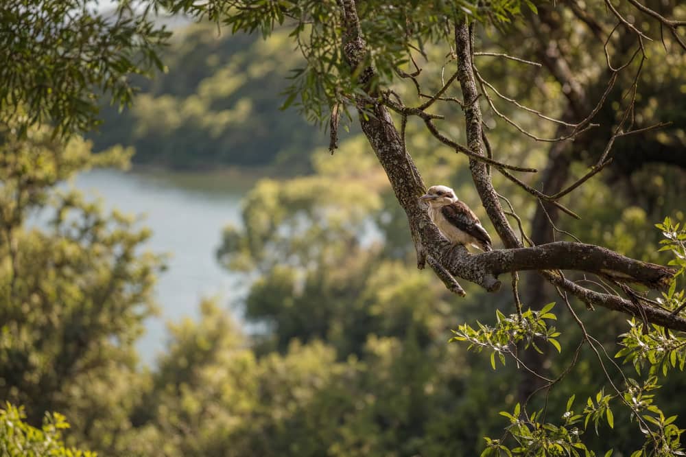 Kookaburra perched on a branch above the lake and bushland