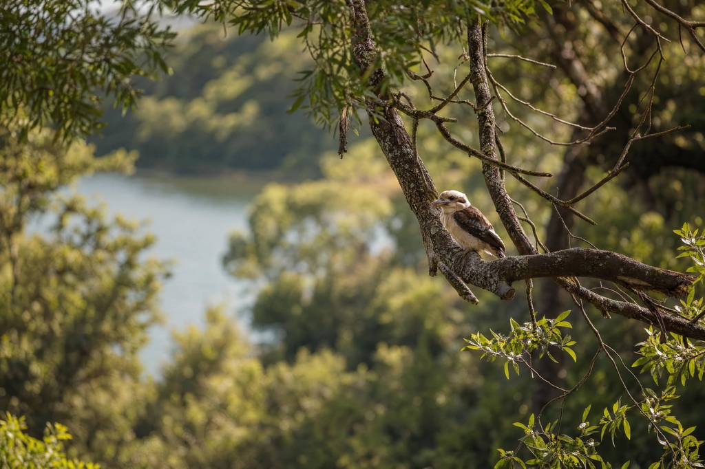 A kookaburra perched above the lake and bushland