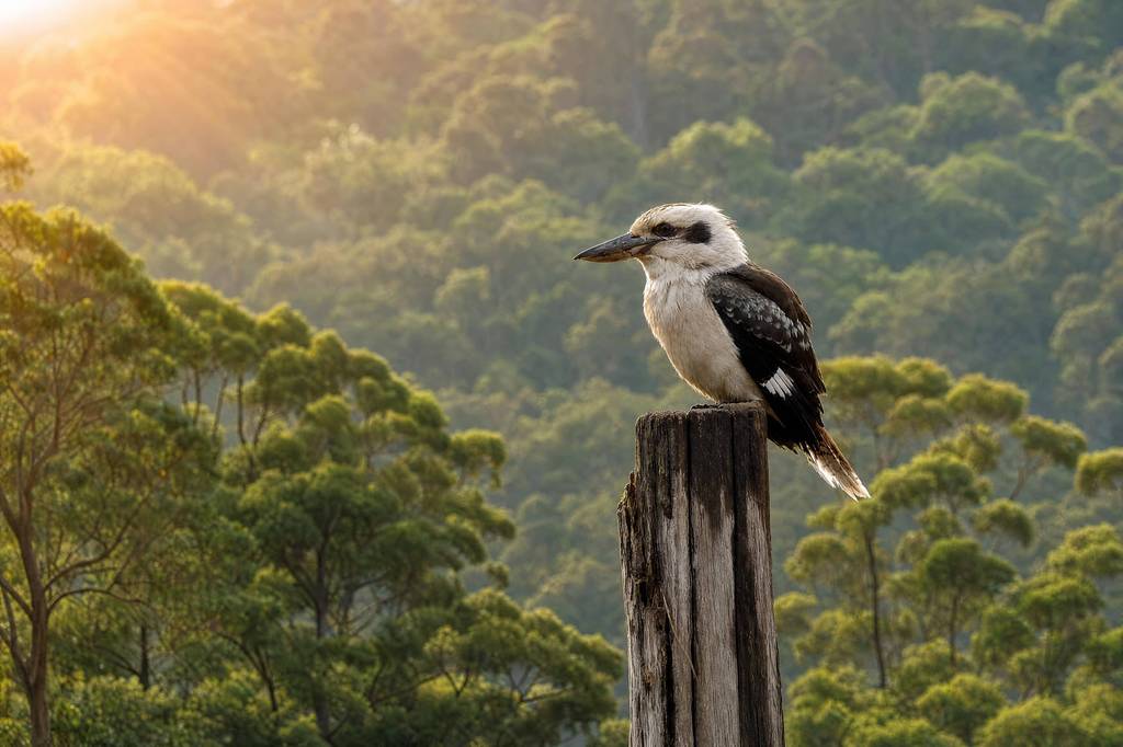 A kookaburra at dawn
