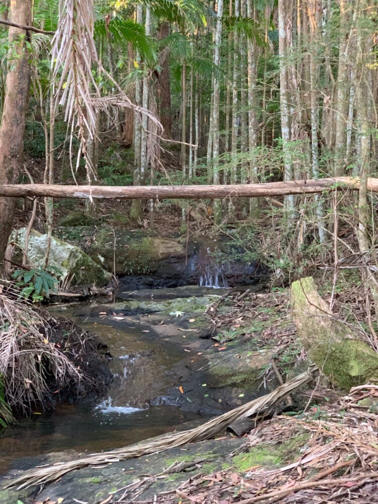 spring creek, remnant tropical rainforest, montville country cabins,